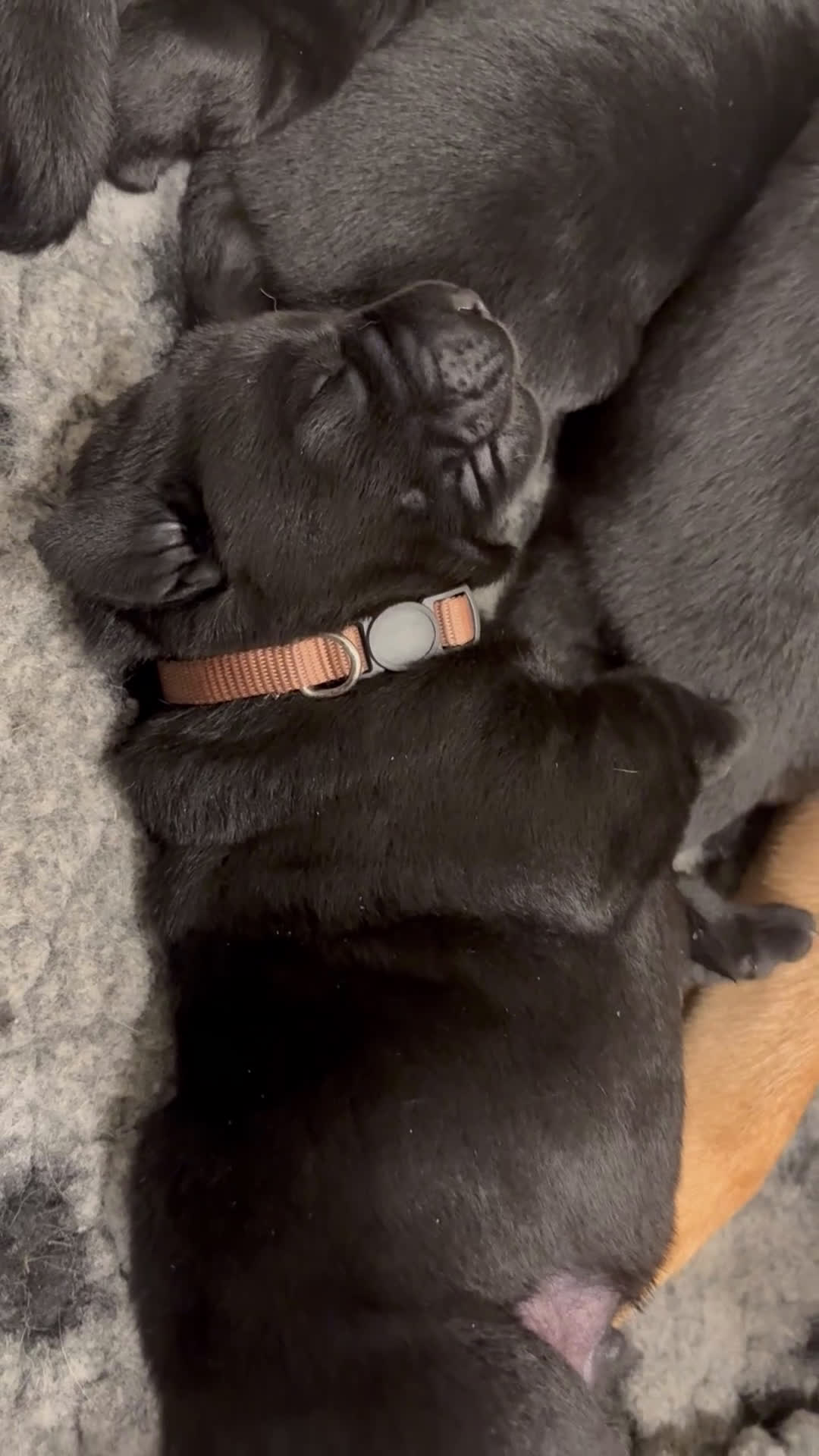 Labrador Retriever dogs for sale: Brown collar boy - Video 1