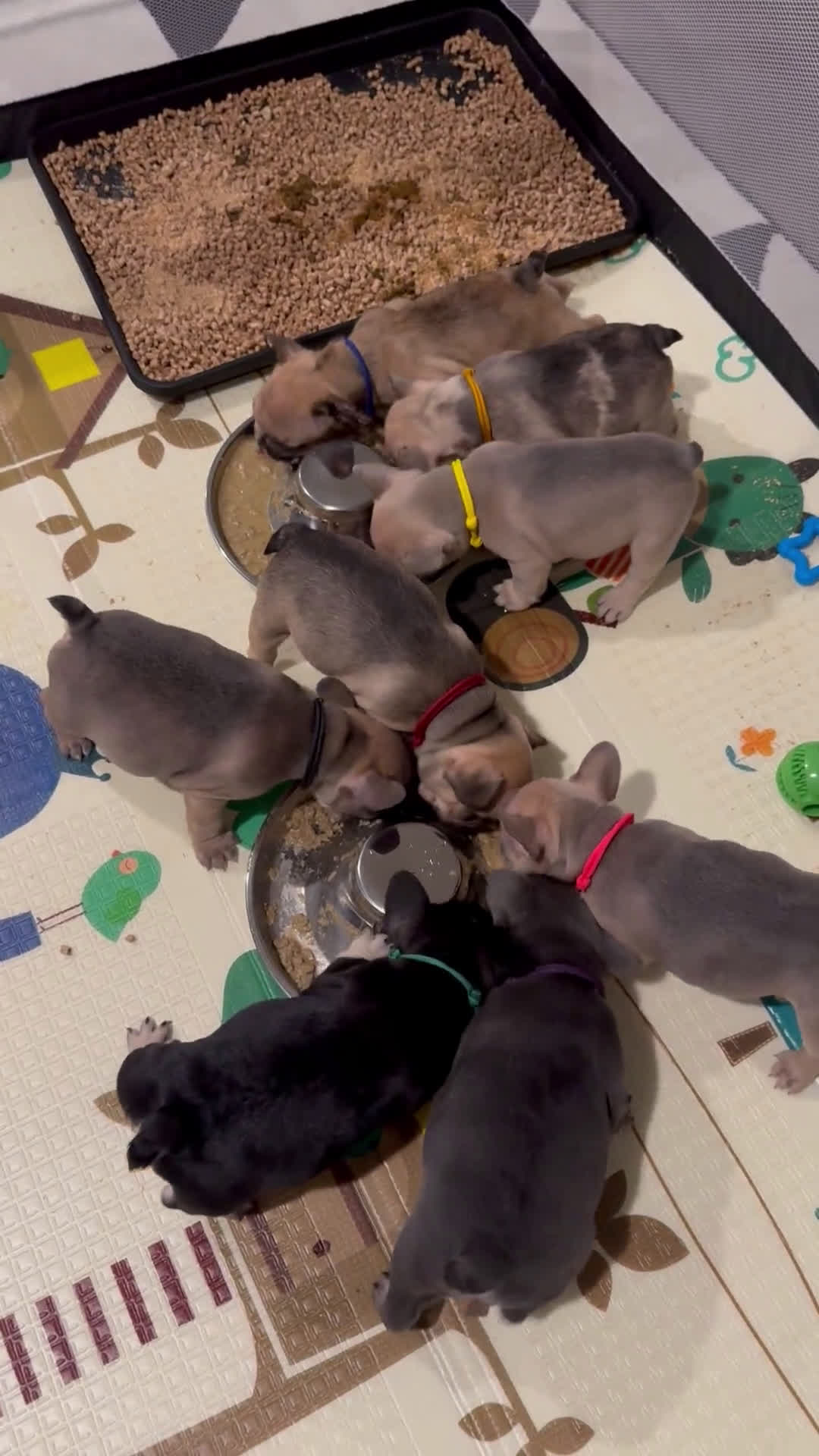 French Bulldog dogs for sale: Smokey - Video 1