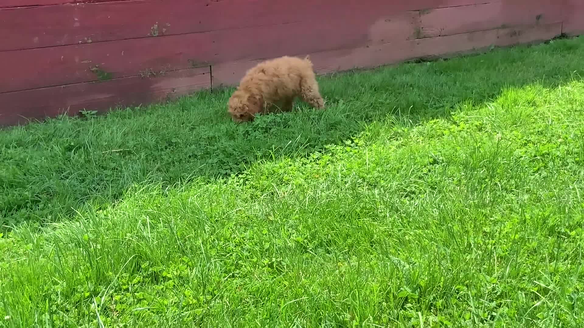 Miniature Poodle dogs for sale: Dicky - Video 2
