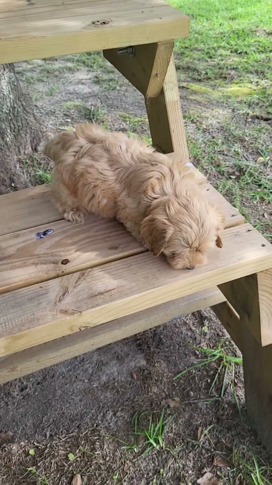 Toy Poodle dogs for sale: Sophie - Video 1