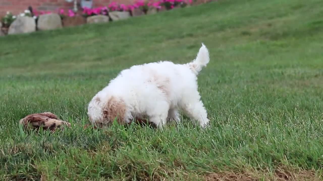 Bichpoo dogs for sale: Leo - Video 1
