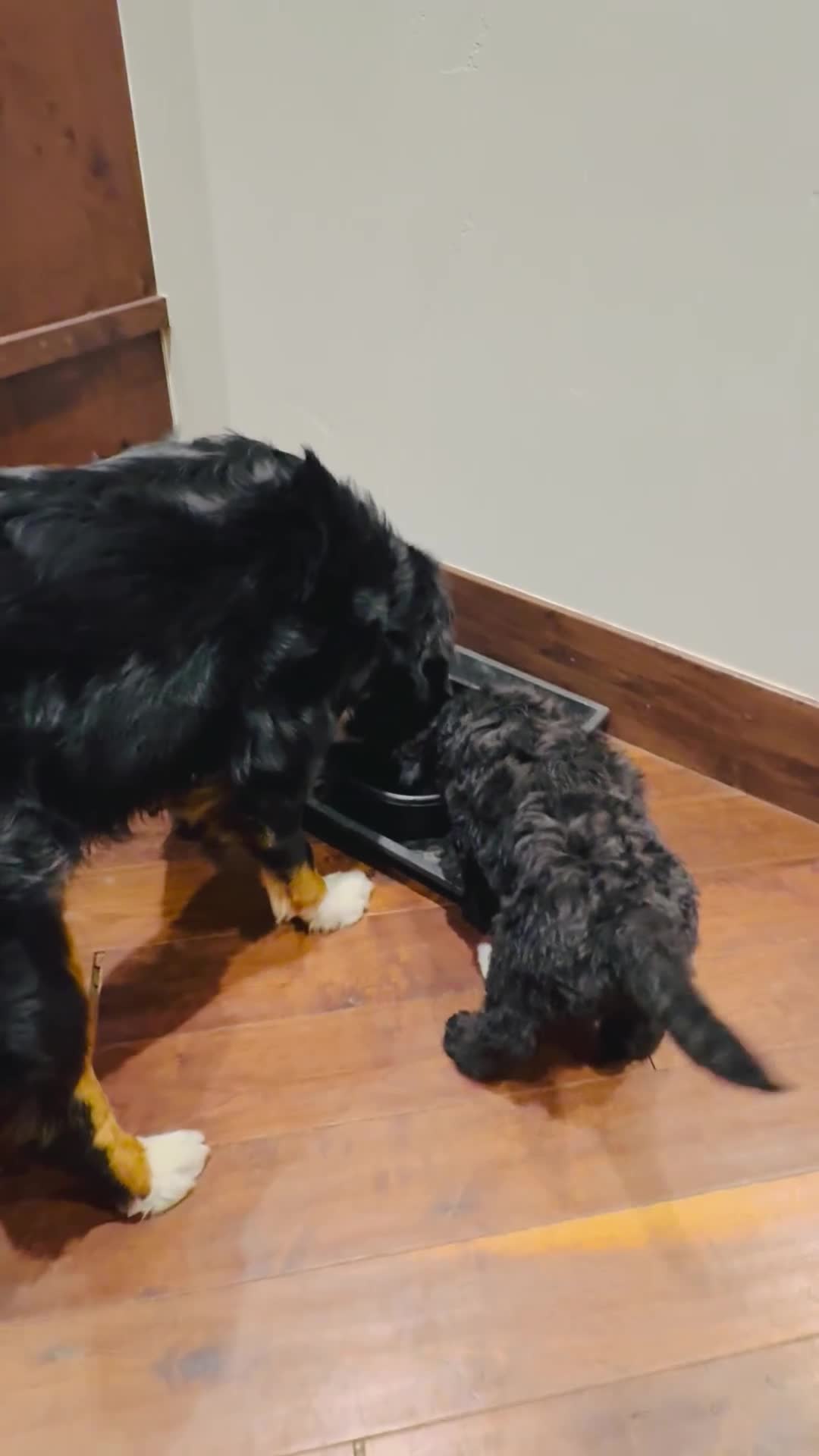 Mixed Breed dogs for sale: Lady - Video 1