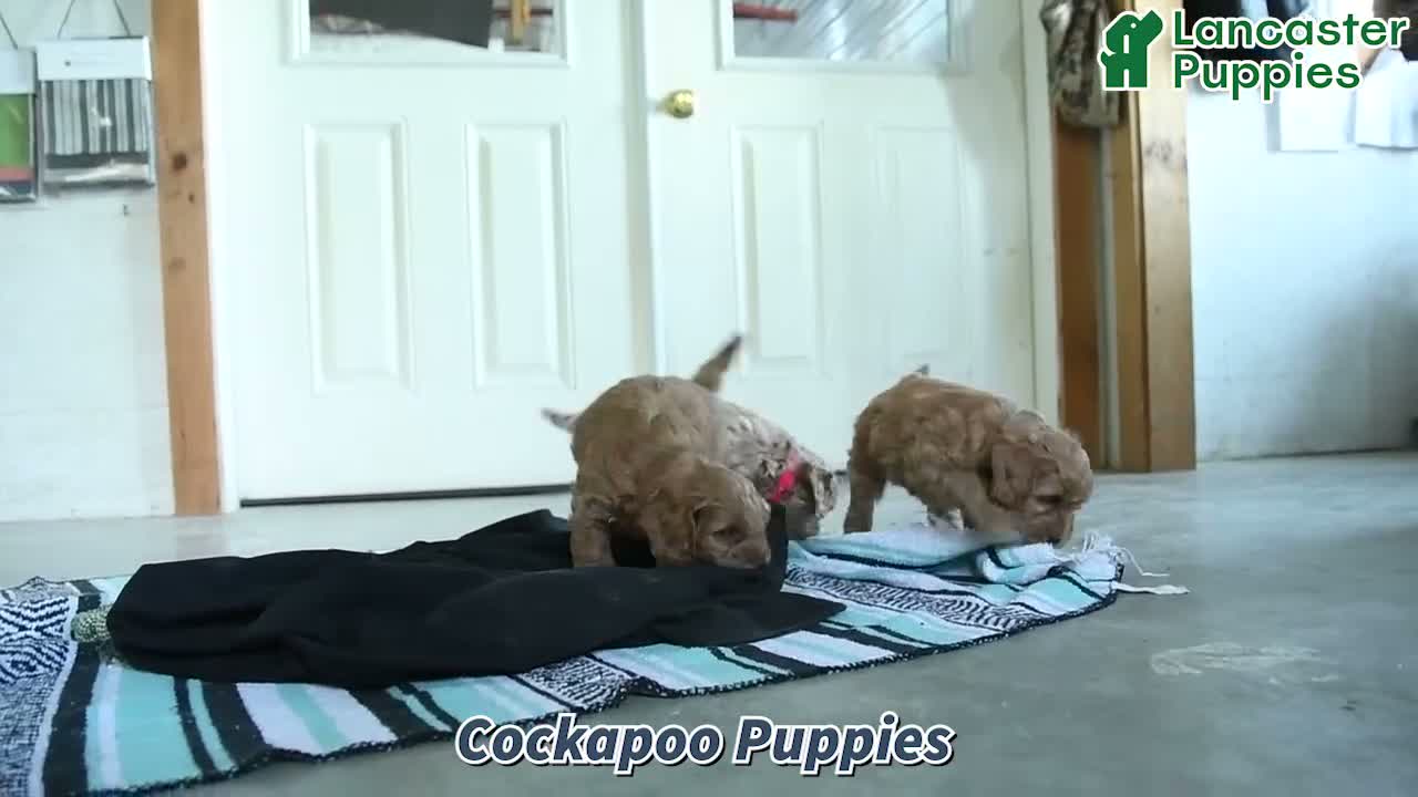 Cockapoo dogs for sale: Milo - Video 1
