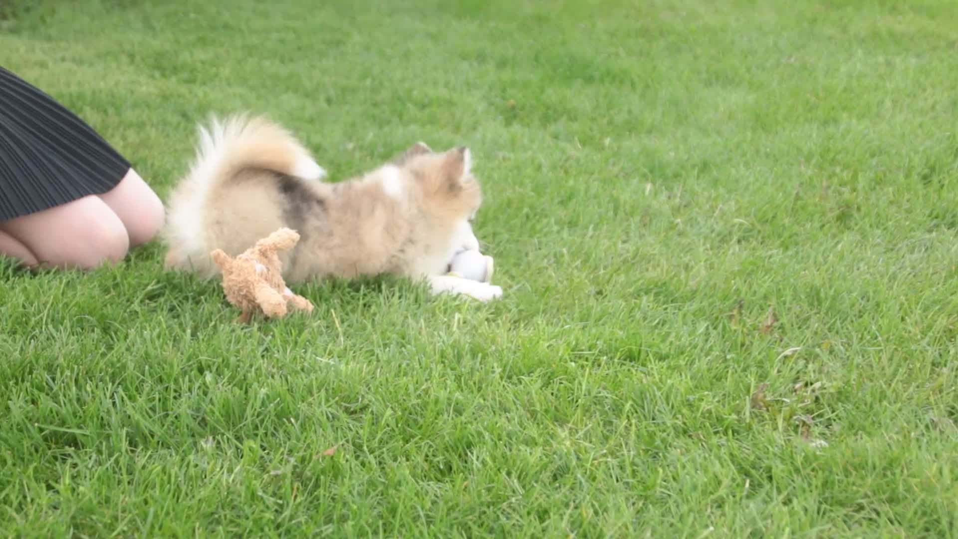 Pomsky dogs for sale: Sebastian - Video 1