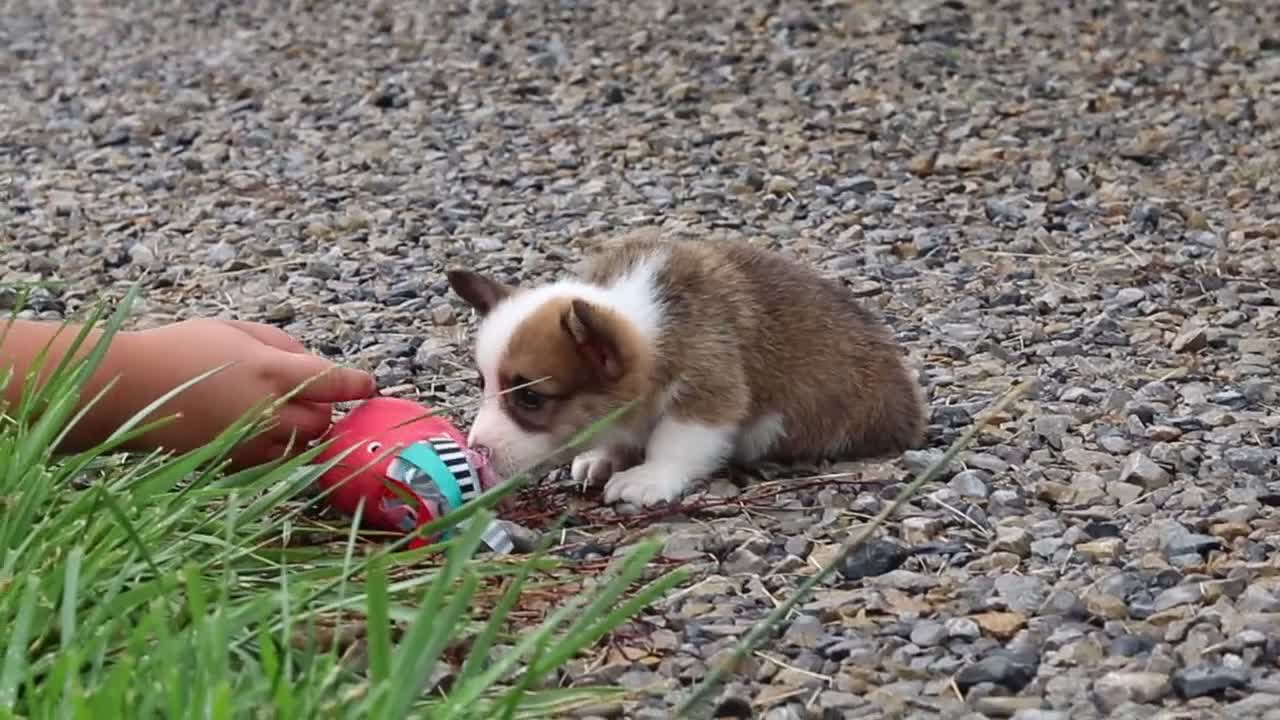 Welsh Corgi Pembroke dogs for sale: Pepper - Video 1