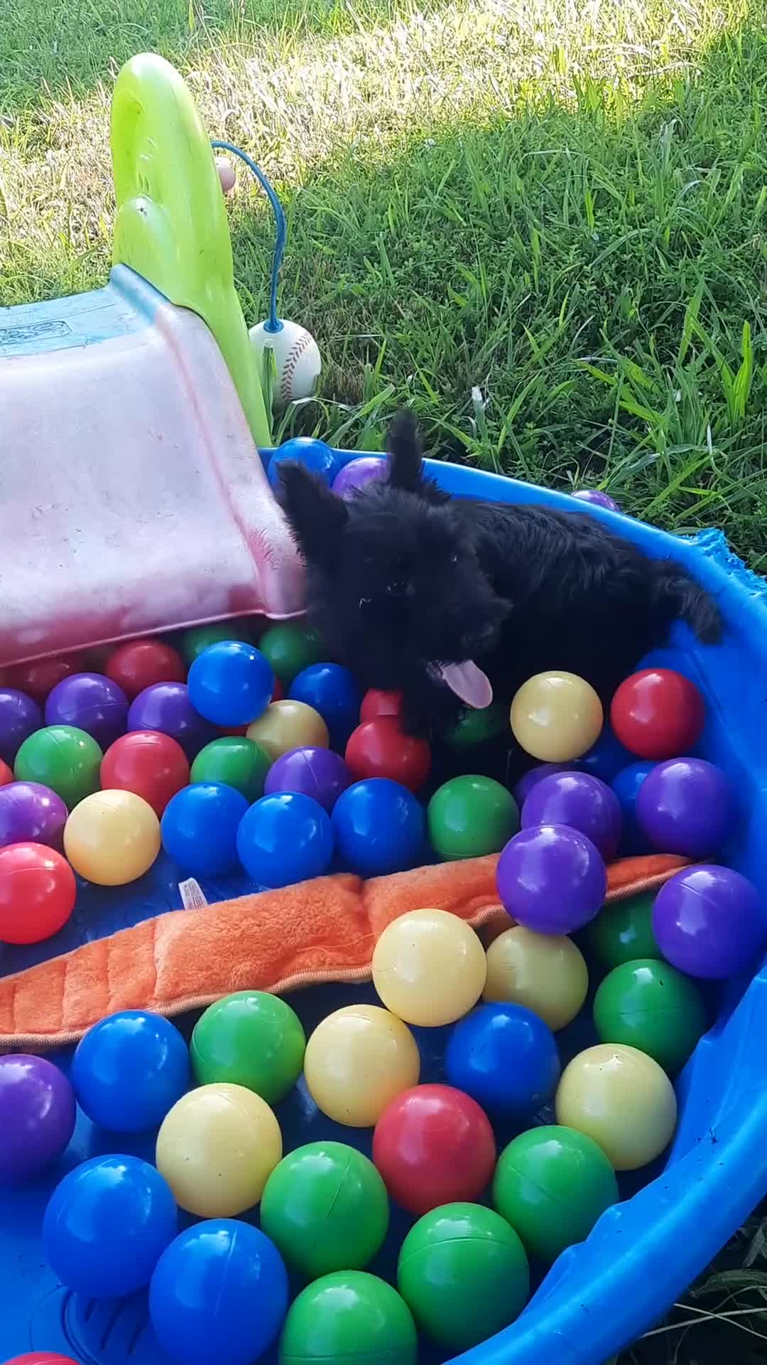 Scottish Terrier dogs for sale: Scottish Terrier 2 - Video 1