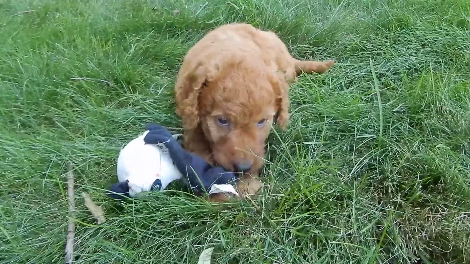 Mini Goldendoodle dogs for sale: Gus-MEDIUM - Video 1