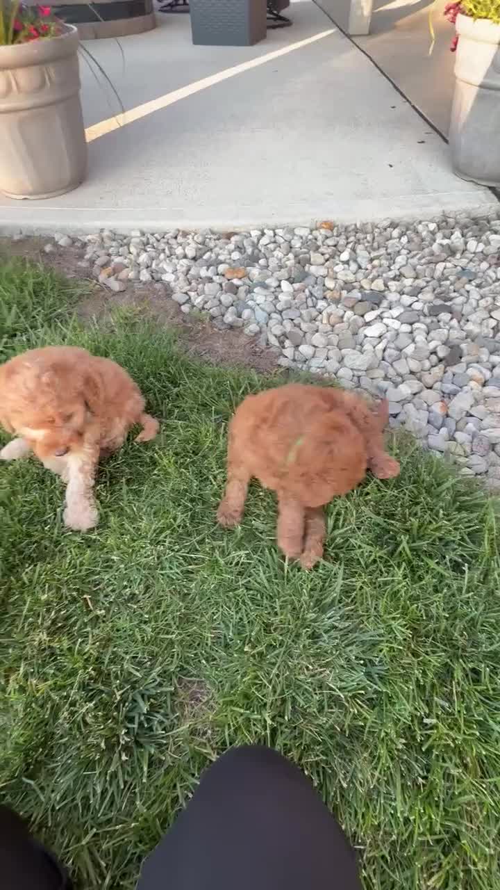 Mini Goldendoodle dogs for sale: Mini Ginger - Video 1