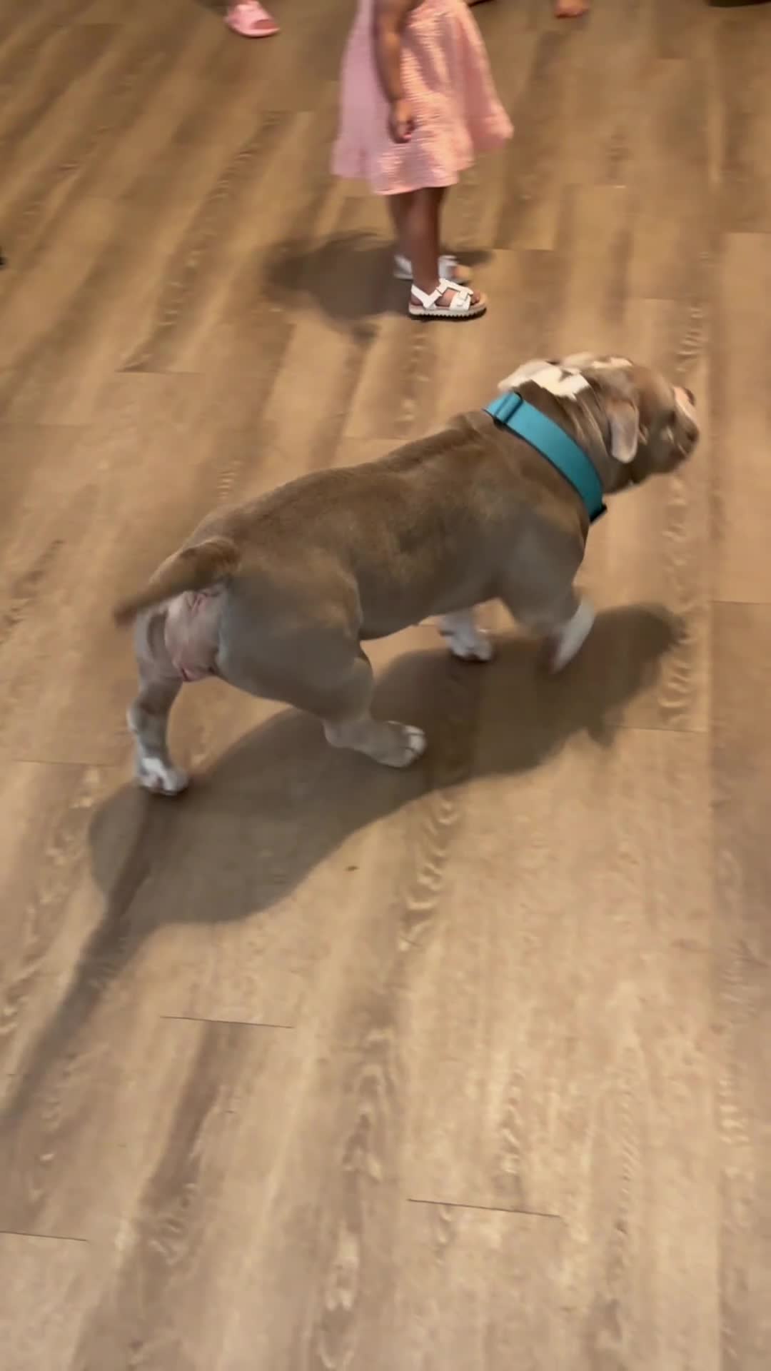 American Bully dogs for sale: American Bully 5 - Video 2