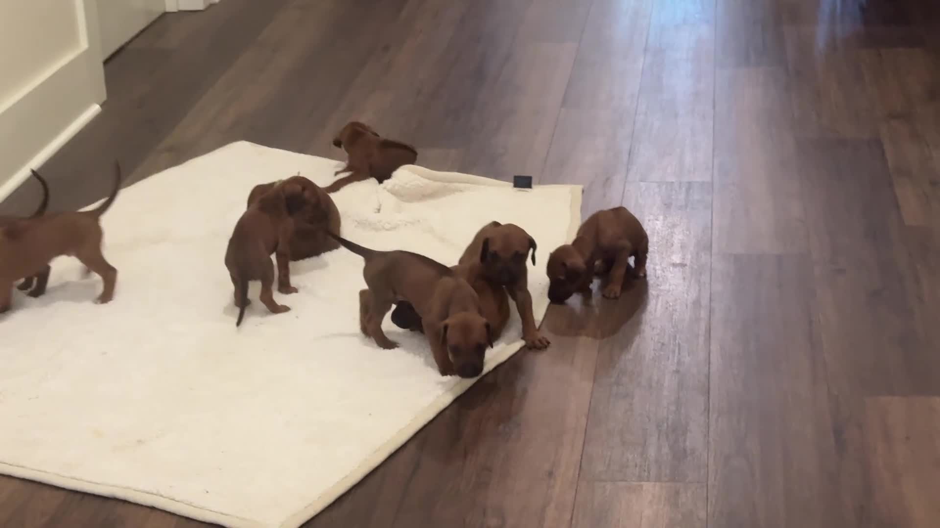 Rhodesian Ridgeback dogs for sale: Rhodesian Ridgeback Puppy 3 - Video 1