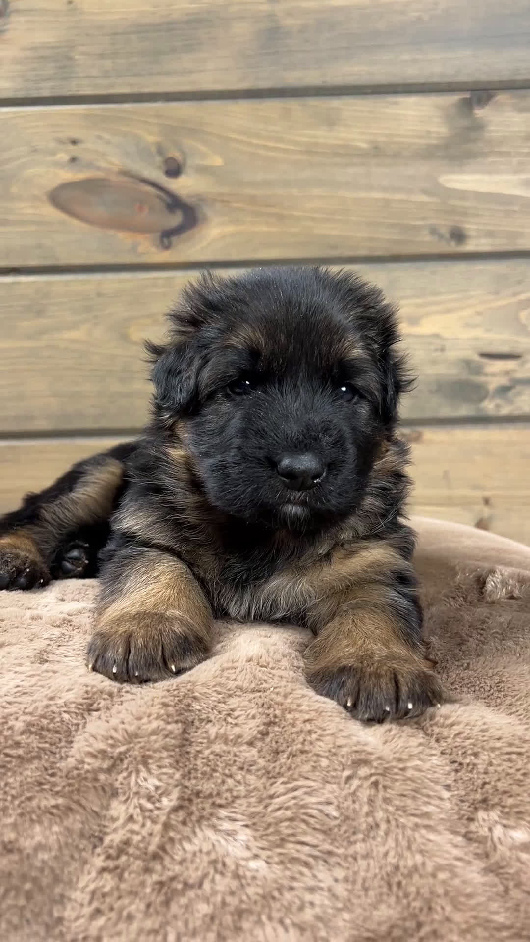 German Shepherd dogs for sale: Bell - Video 1