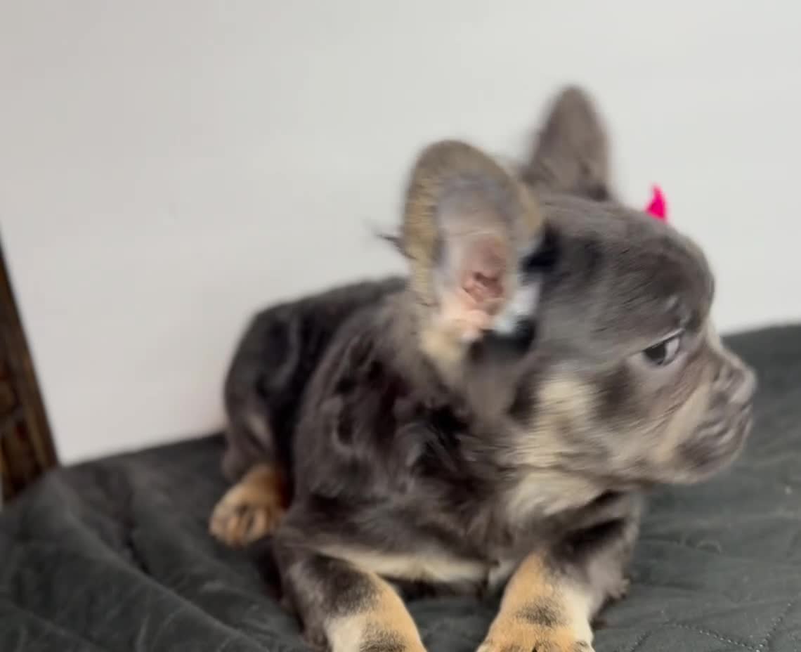 French Bulldog dogs for sale: Shadow - Video 1