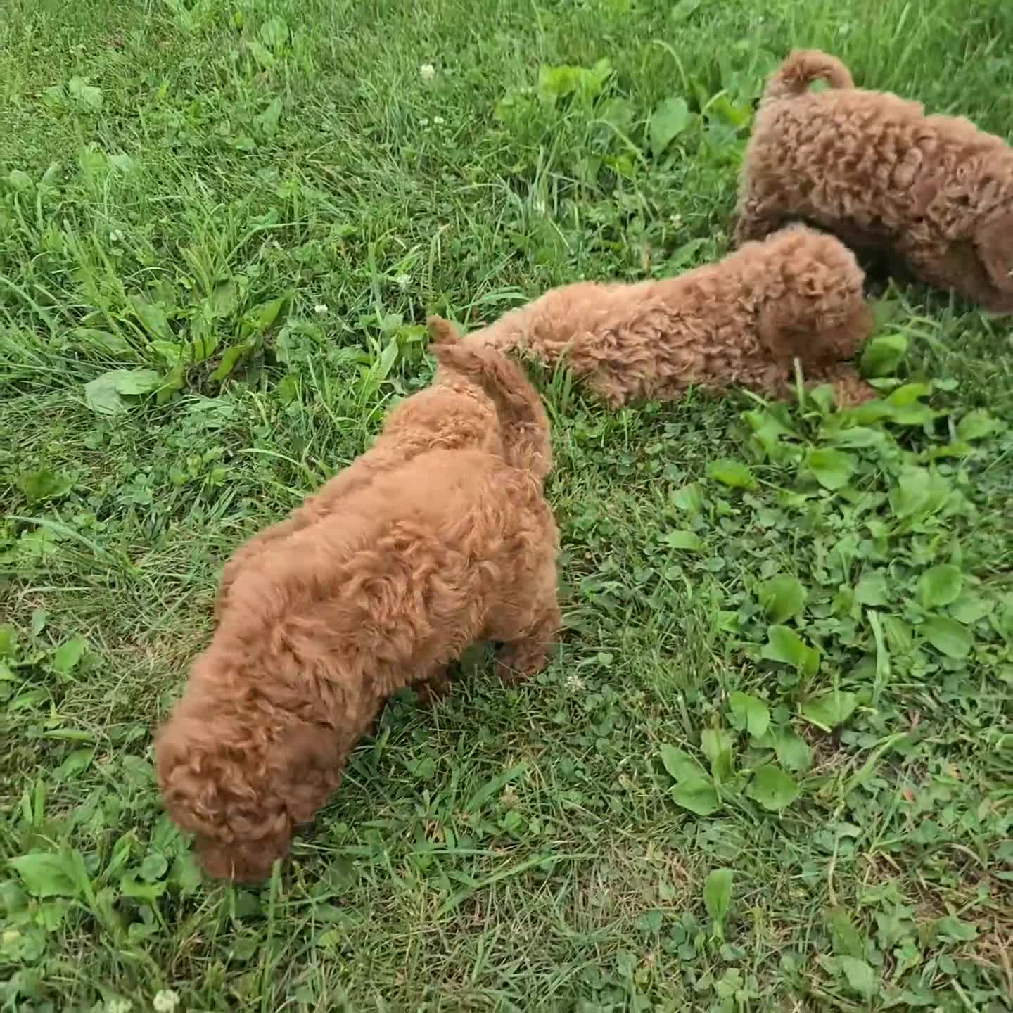 Miniature Poodle dogs for sale: Clover - Video 1