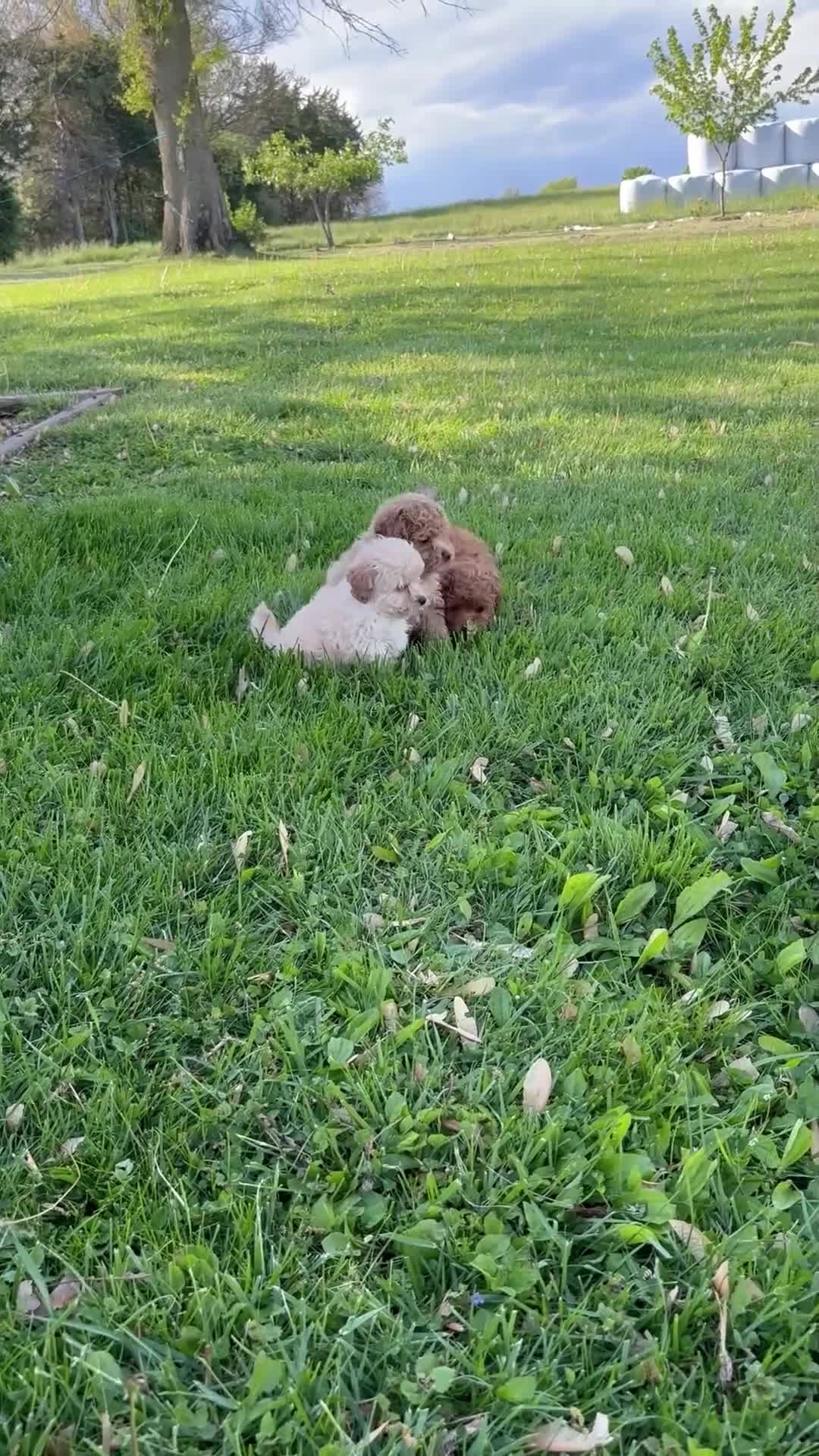 Mixed Breed dogs for sale: Tulip - Video 1
