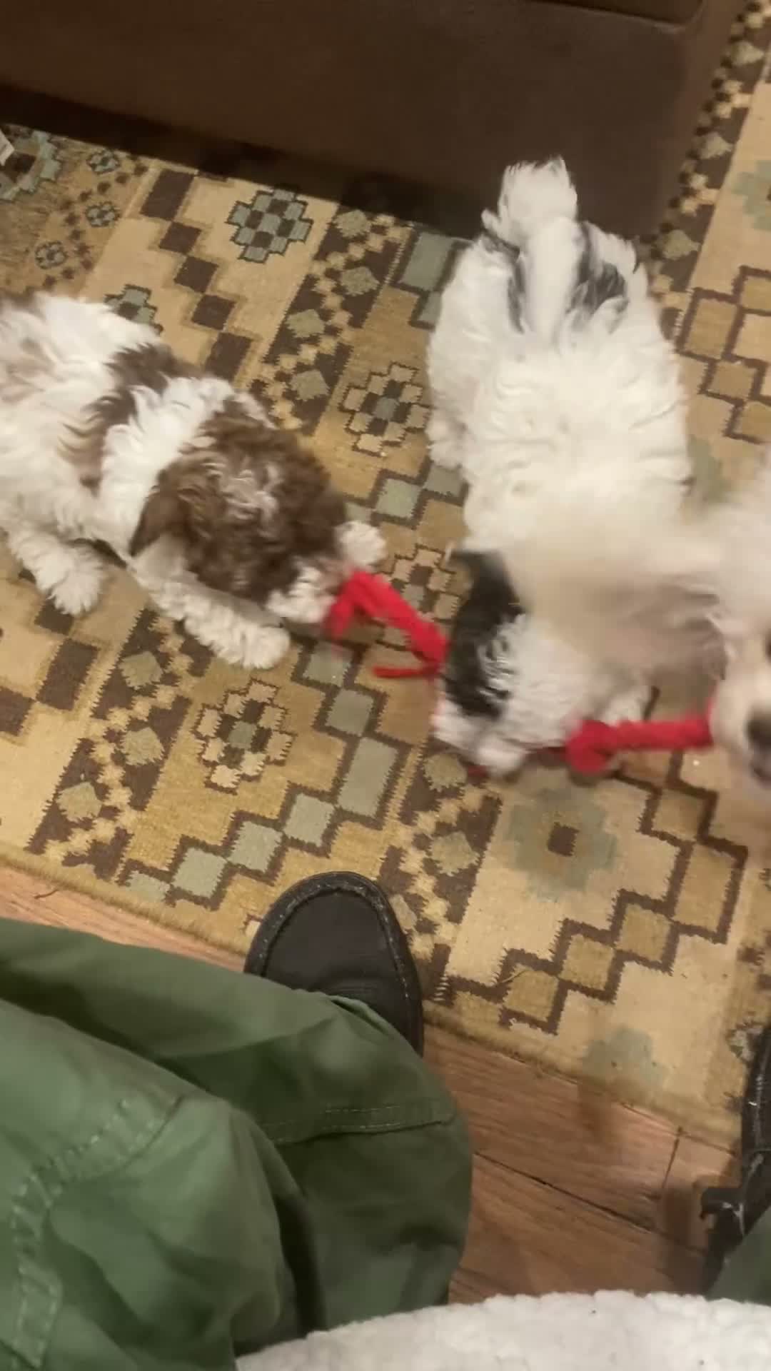 Toy Poodle dogs for sale: Biscuit 🤍🐻‍❄️ - Video 5