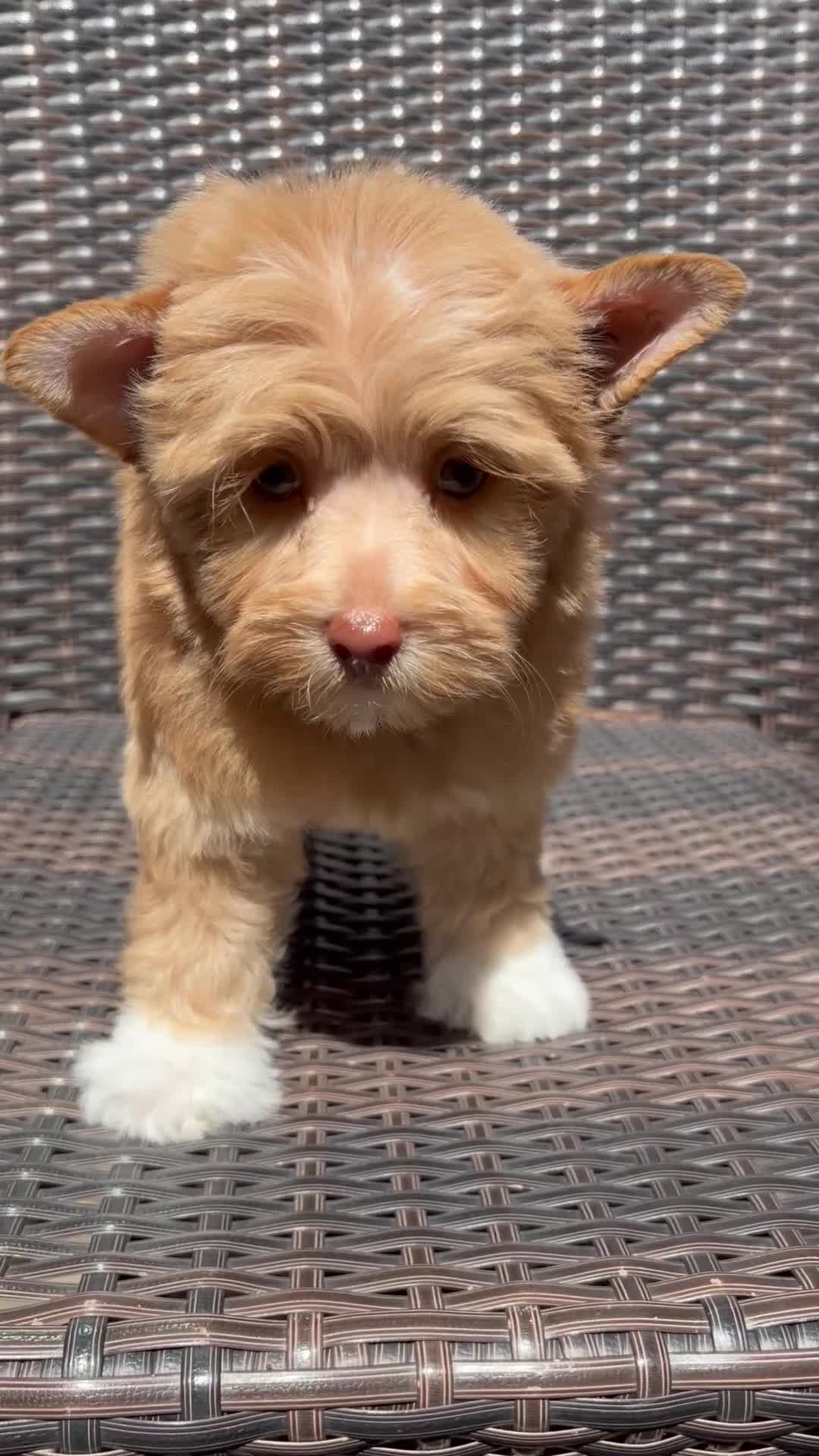 Yorkshire Terrier dogs for sale: Milo - Video 1