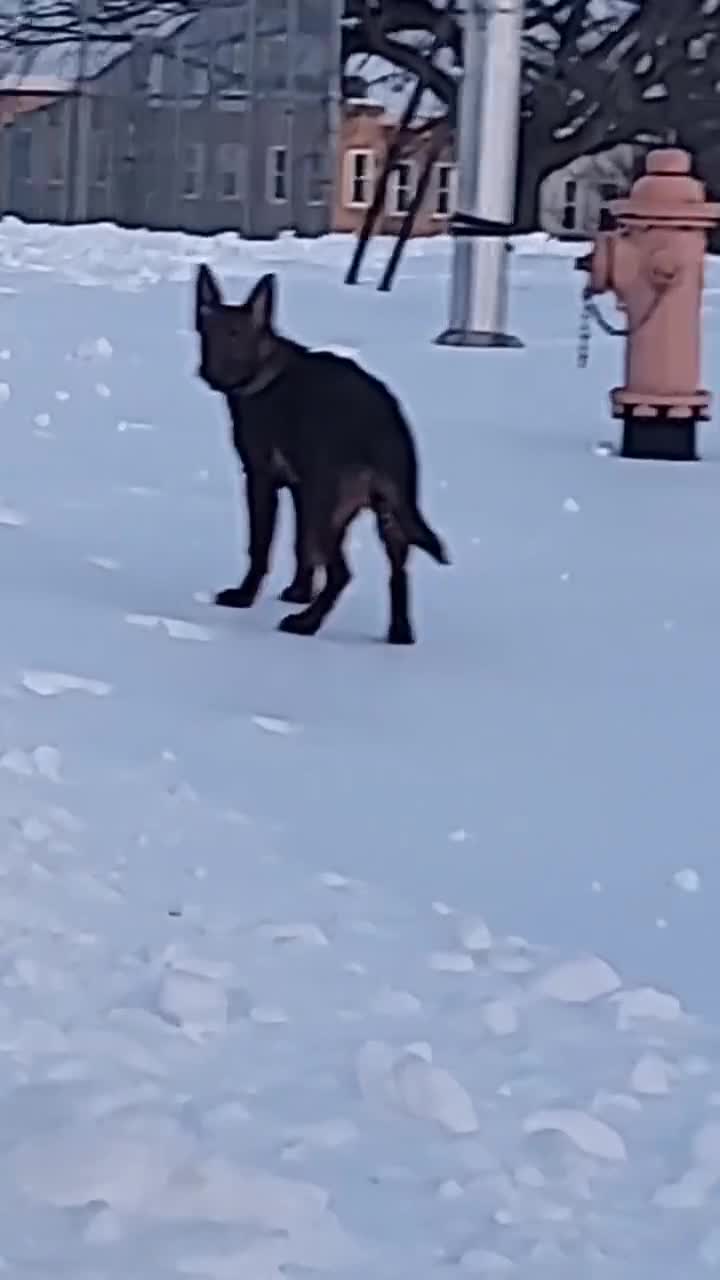 German Shepherd dogs for sale: German Shepherd 1 - Video 1