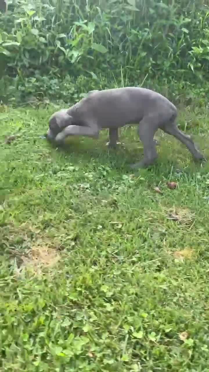 Cane Corso dogs for sale: Willow - Video 2