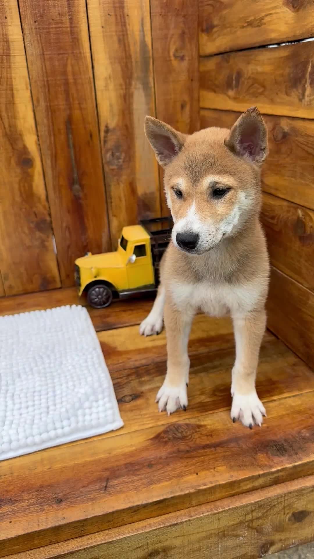 Shiba Inu dogs for sale: Shiba Inu Puppy 4 - Video 1