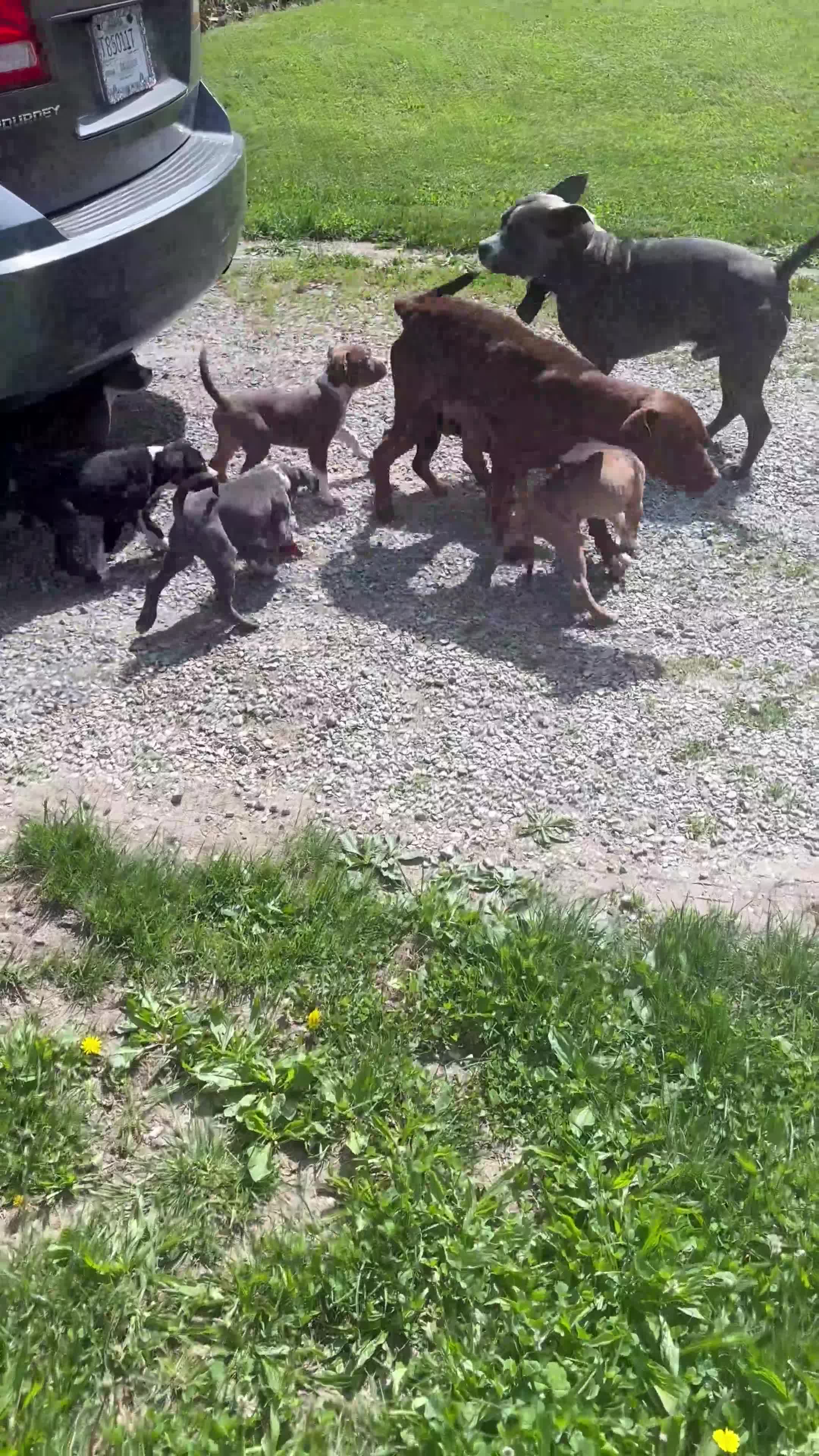 American Pit Bull Terrier dogs for sale: American Pit Bull Terrier Puppy 5 - Video 1