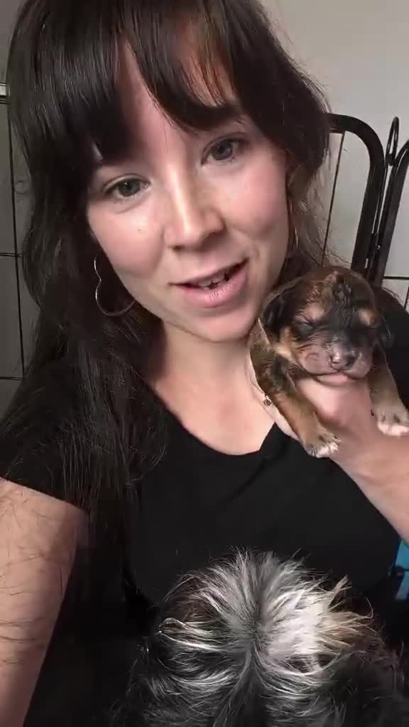 Bernedoodle dogs for sale: Bernedoodle 1 - Video 1