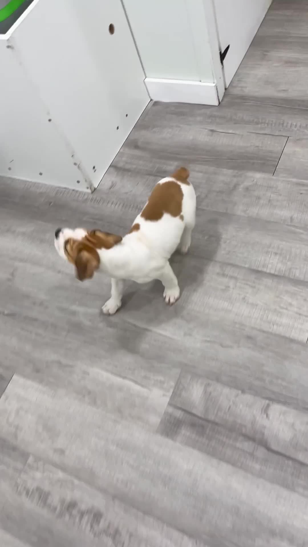 Beabull dogs for sale: Cody - Video 1