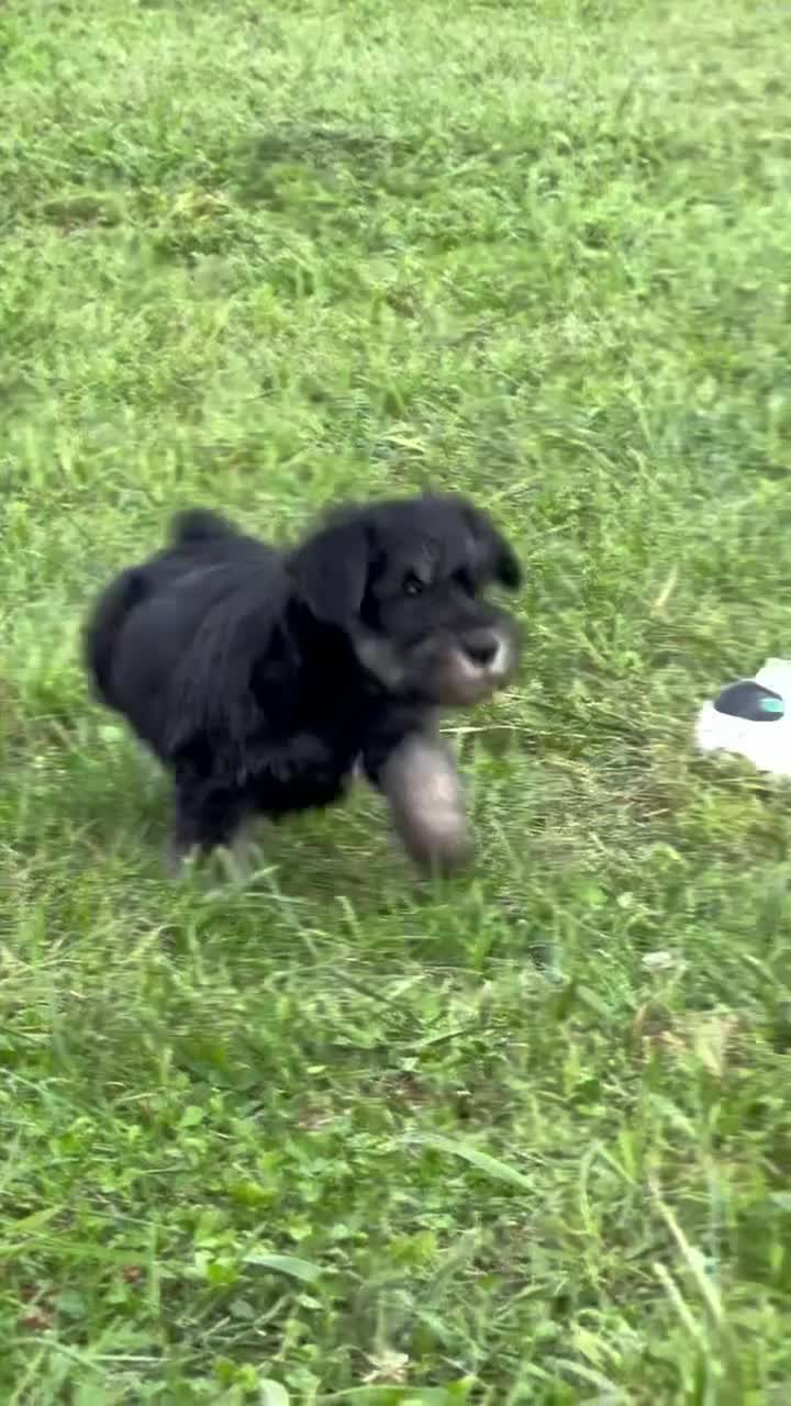 Miniature Schnauzer dogs for sale: Thelma Miniature Schnauzer  - Video 1