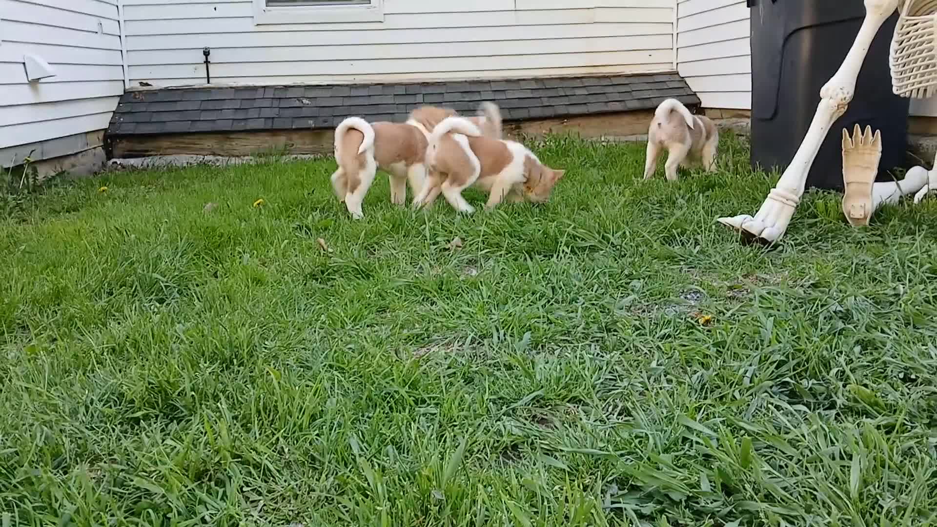 Akita dogs for sale: Cypress - Video 1