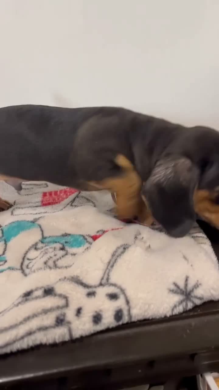 Miniature Dachshund dogs for sale: Milo - Video 1