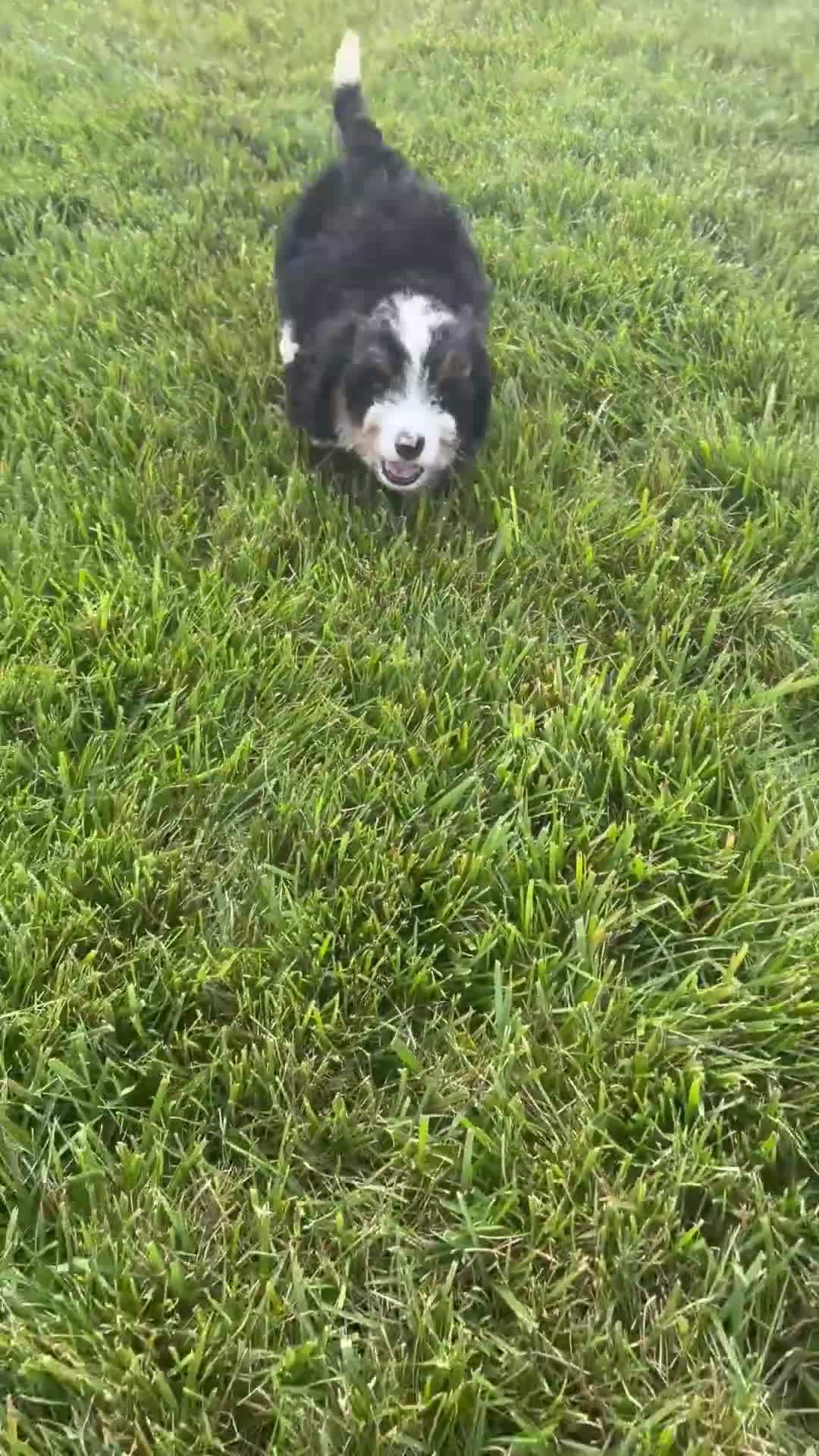 Mini Bernedoodle dogs for sale: Summer - Video 1