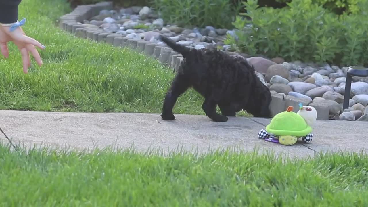 Newfypoo dogs for sale: Cliff - Video 2