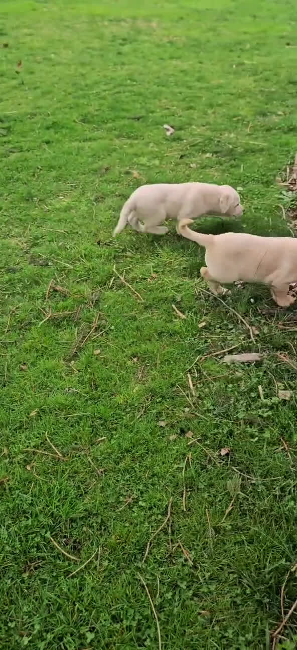 Labrador Retriever dogs for sale: Blake  - Video 2