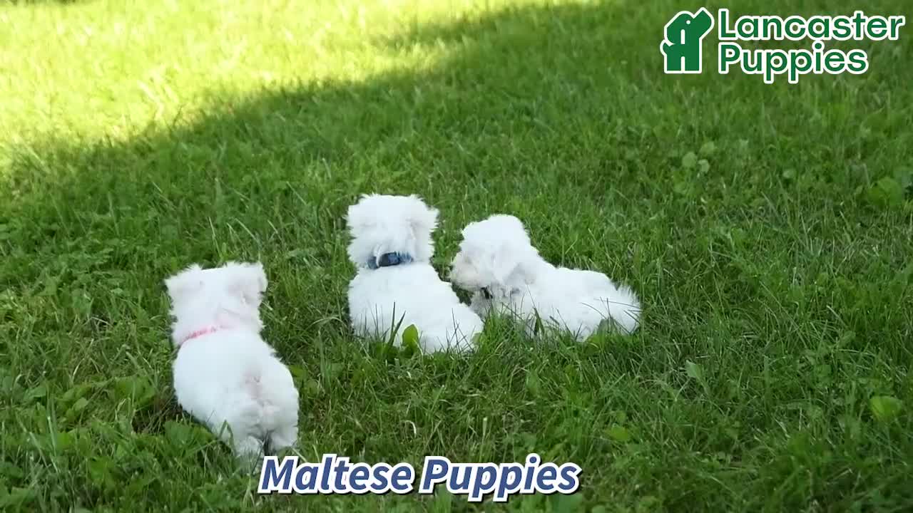 Maltese dogs for sale: Cody - Video 1