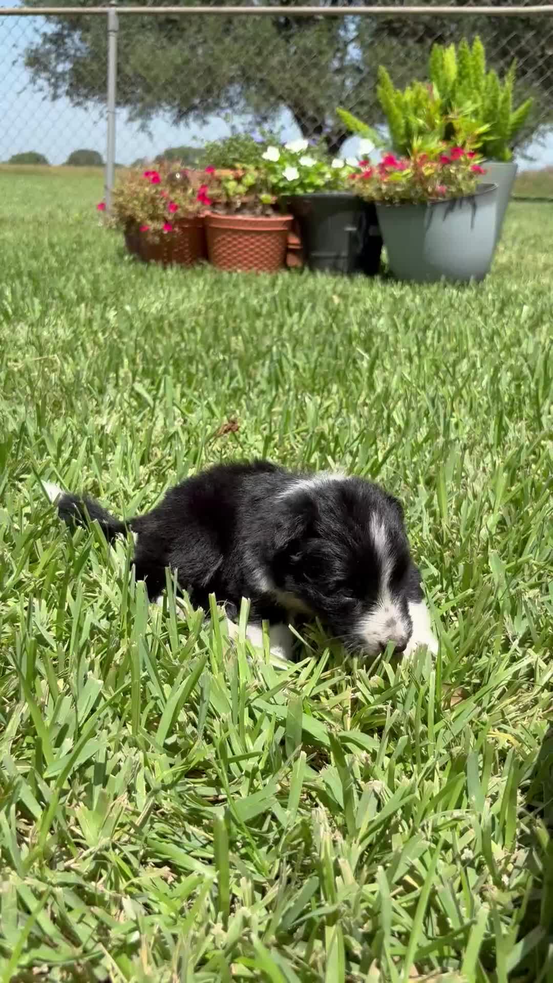 Mixed Breed dogs for sale: Savannah - Video 1