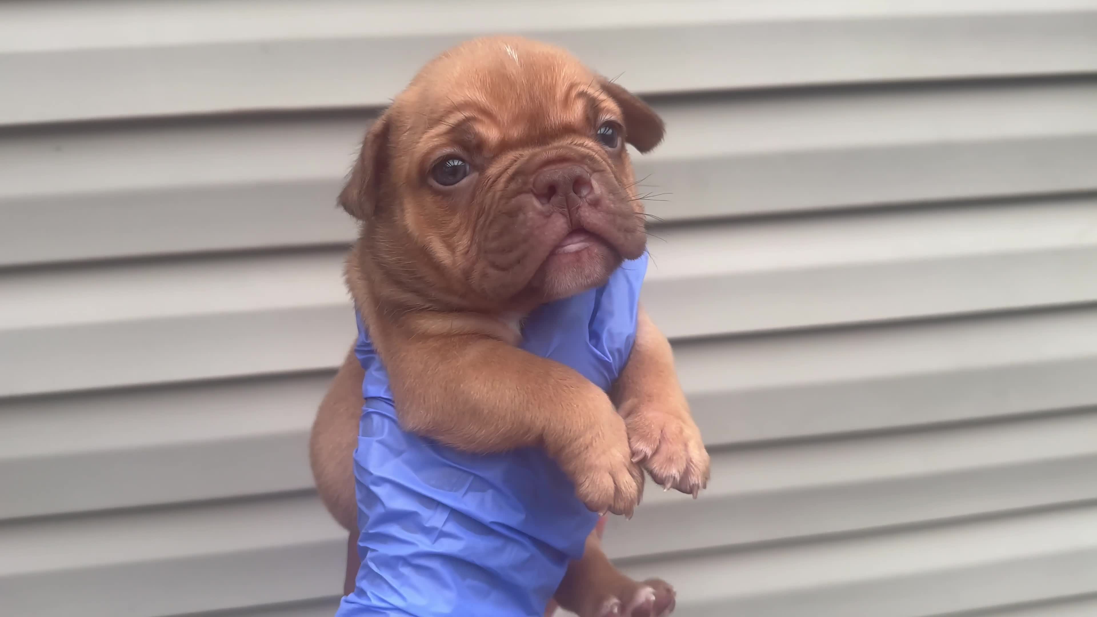American Bully dogs for sale: Mocha - Video 1