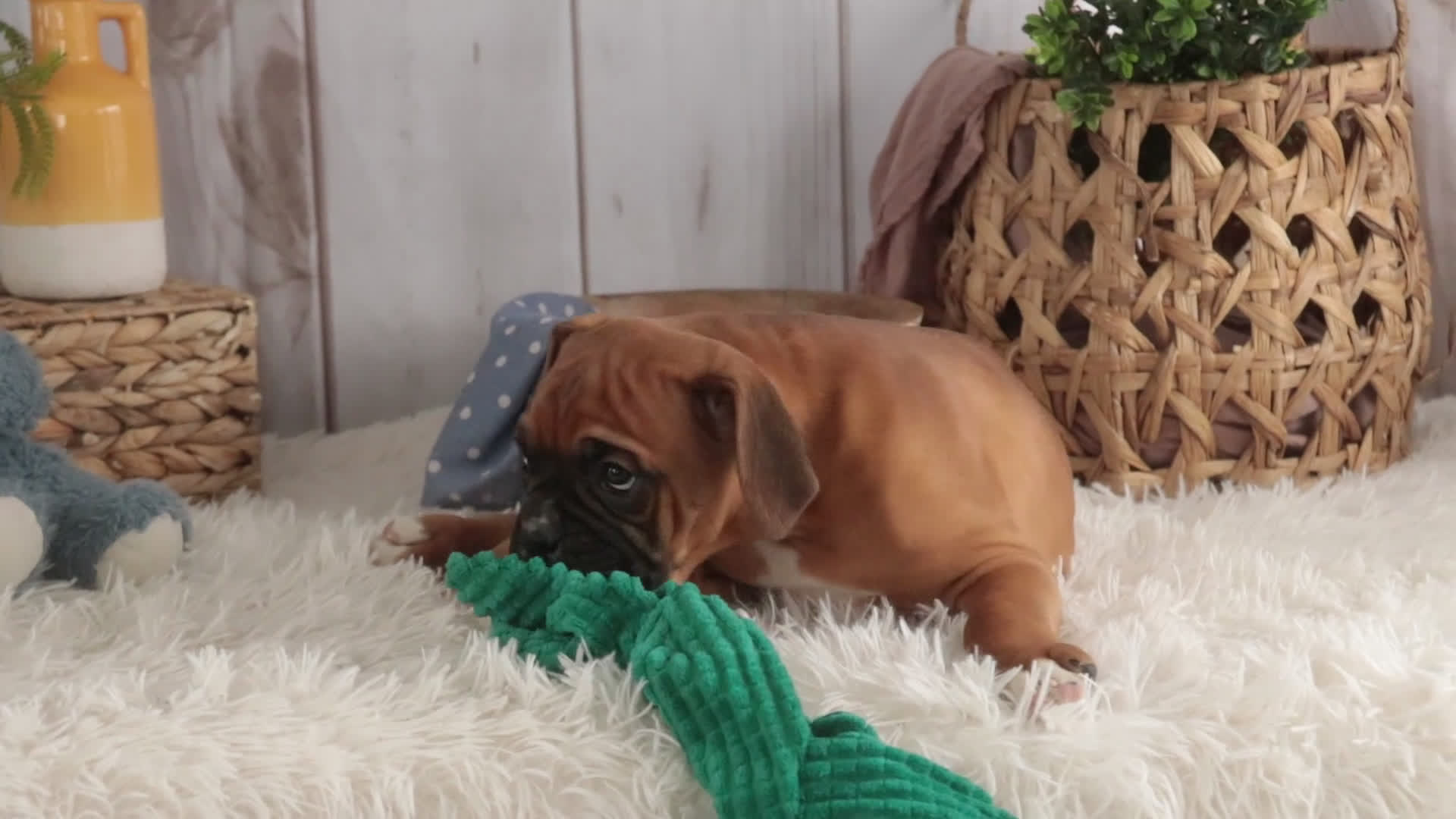Boxer dogs for sale: Molly - Video 2