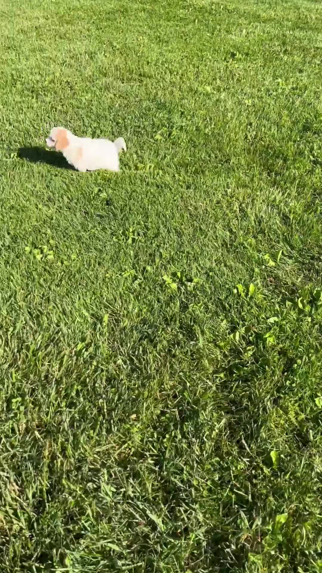 Cavapoo dogs for sale: Cody - Video 1