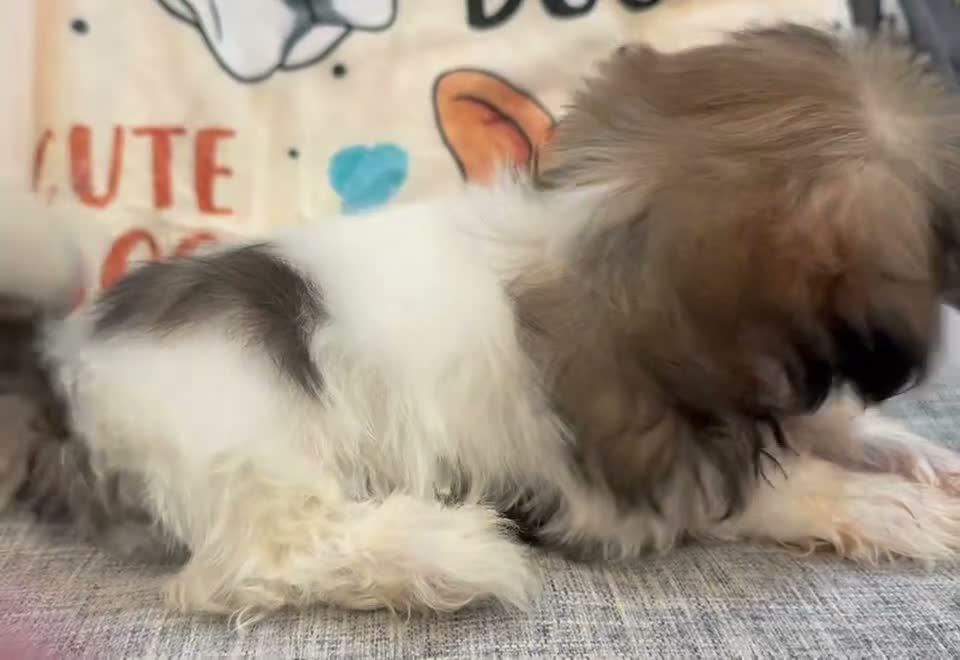 Shih Tzu dogs for sale: Lucy - Video 2