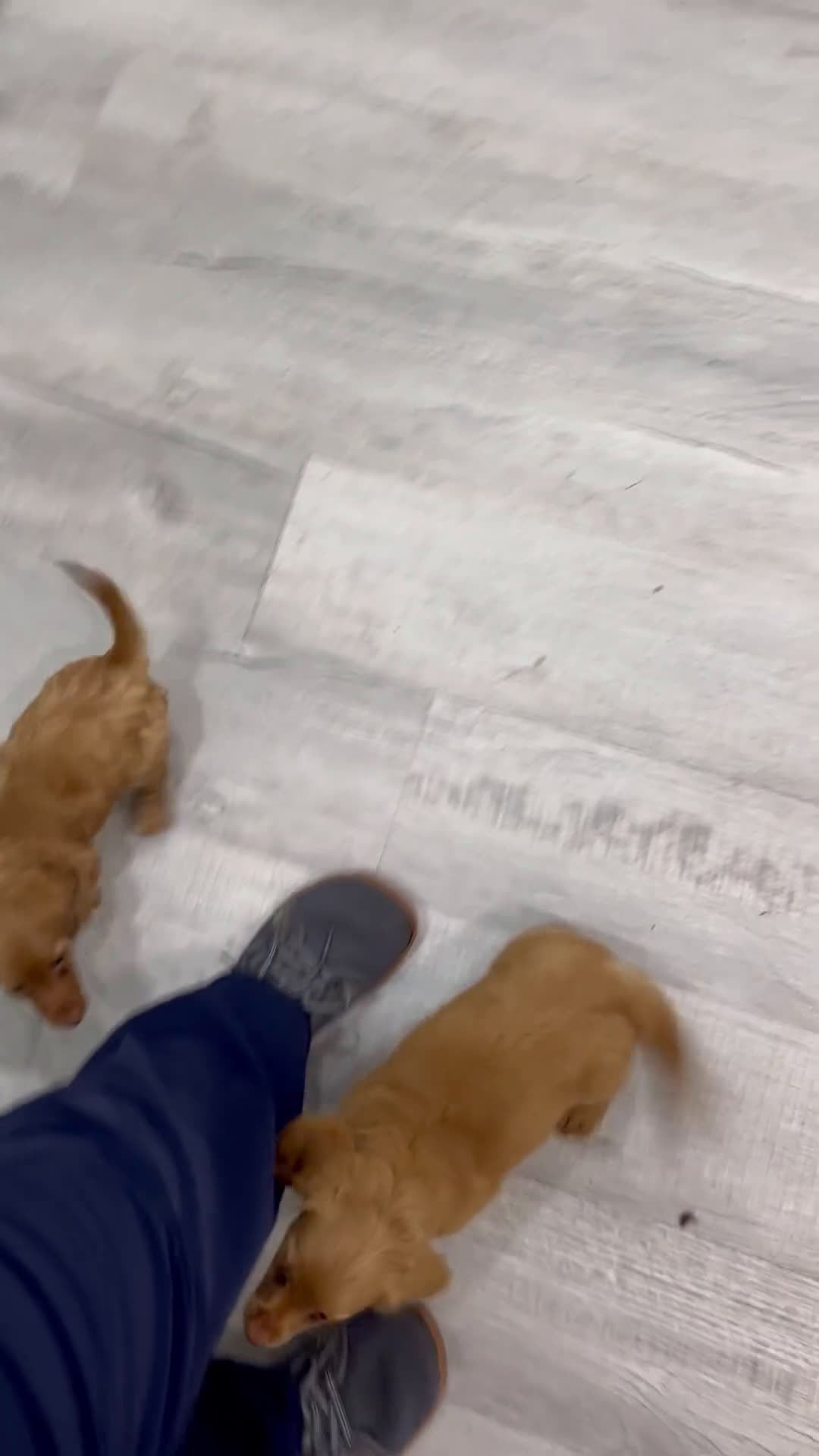 Miniature Dachshund dogs for sale: Callie - Video 2
