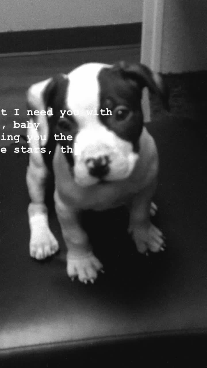 American Bully dogs for sale: American Bully 1 - Video 1