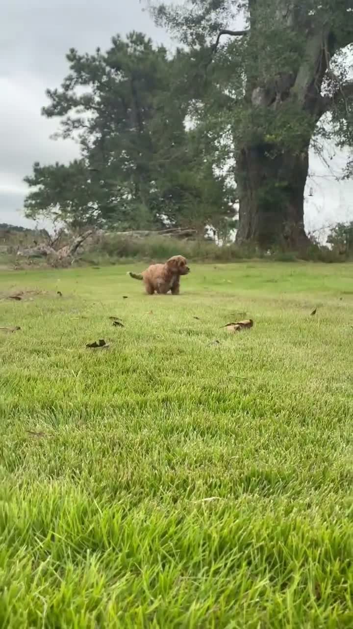 Cavapoo dogs for sale: Cavapoo 4 Dark Red Female  - Video 1