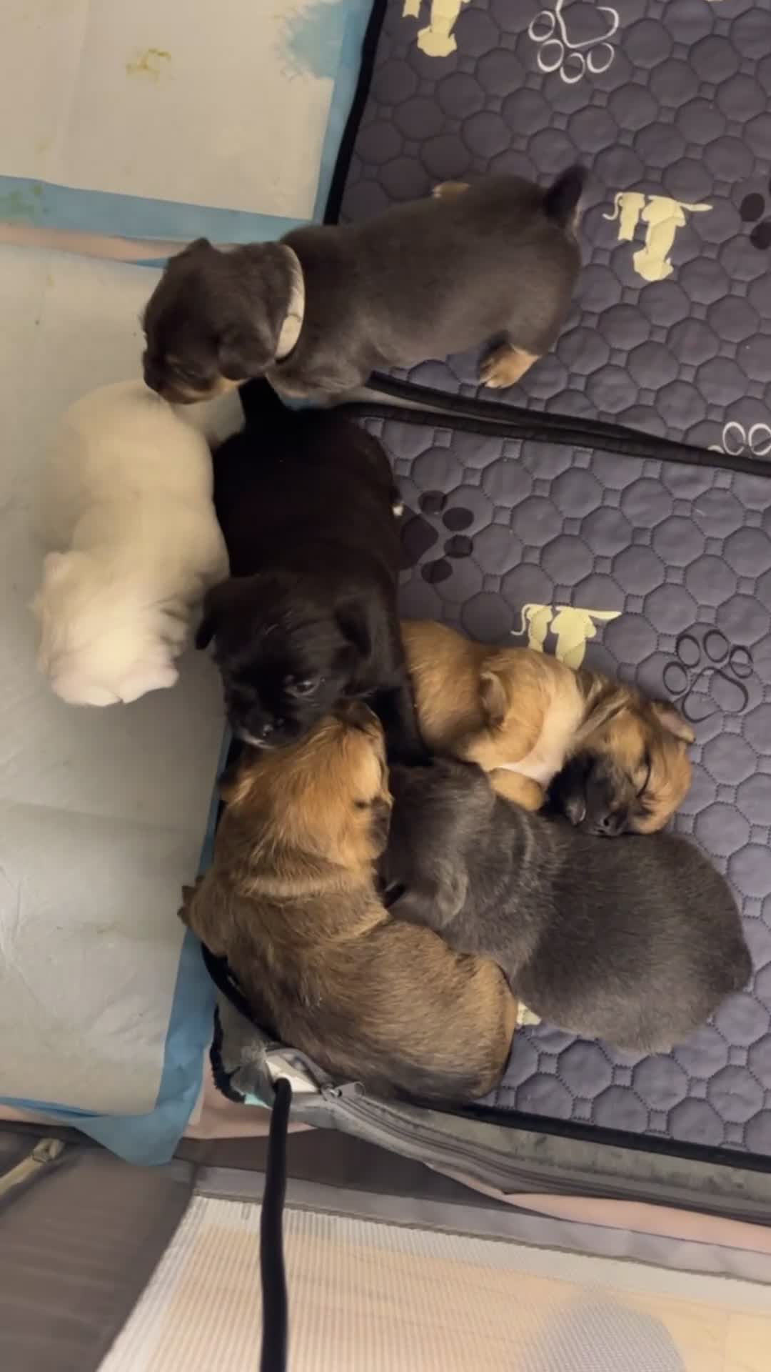 Mixed Breed dogs for sale: Rocky - Video 2