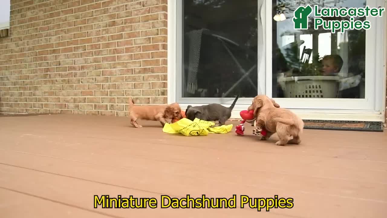 Miniature Dachshund dogs for sale: Halo - Video 1