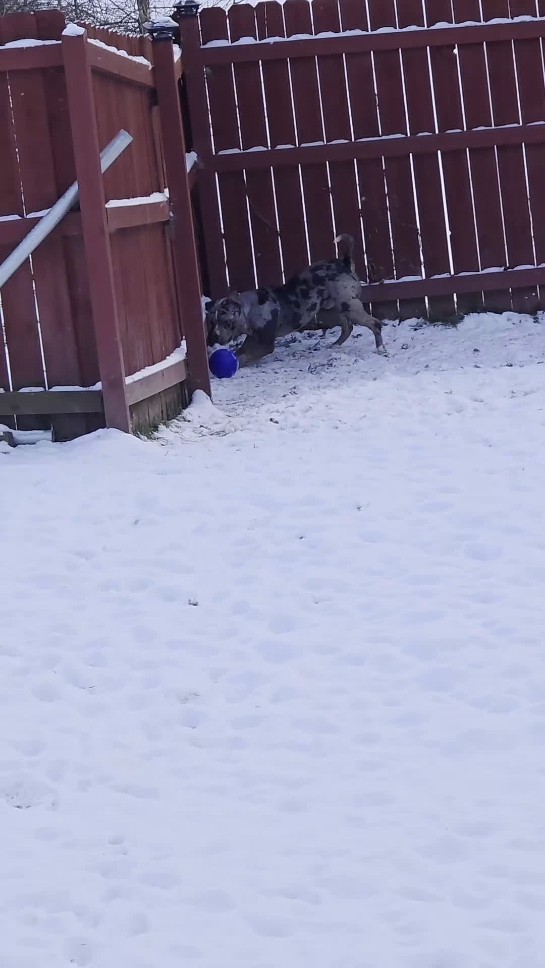 American Bully dogs for sale: American Bully Puppy 1 - Video 1