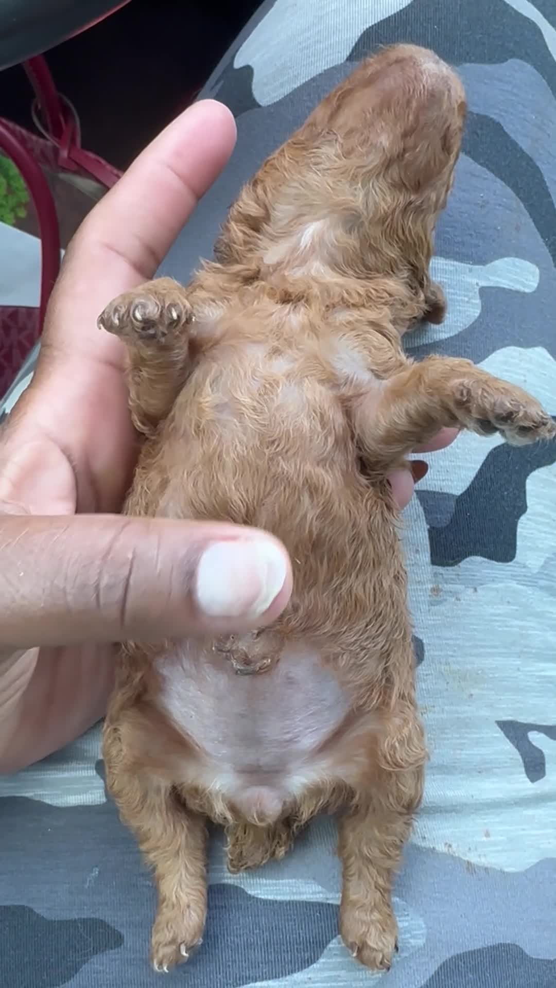 Toy Poodle dogs for sale: clover - Video 1