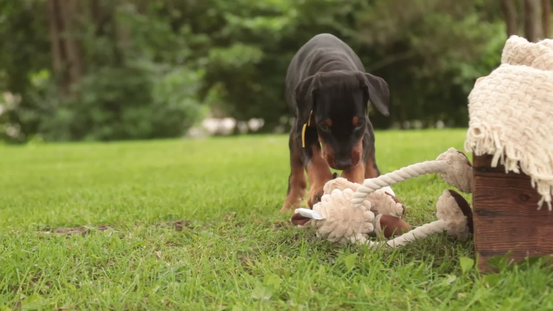 Doberman Pinscher dogs for sale: Leopold - Video 1