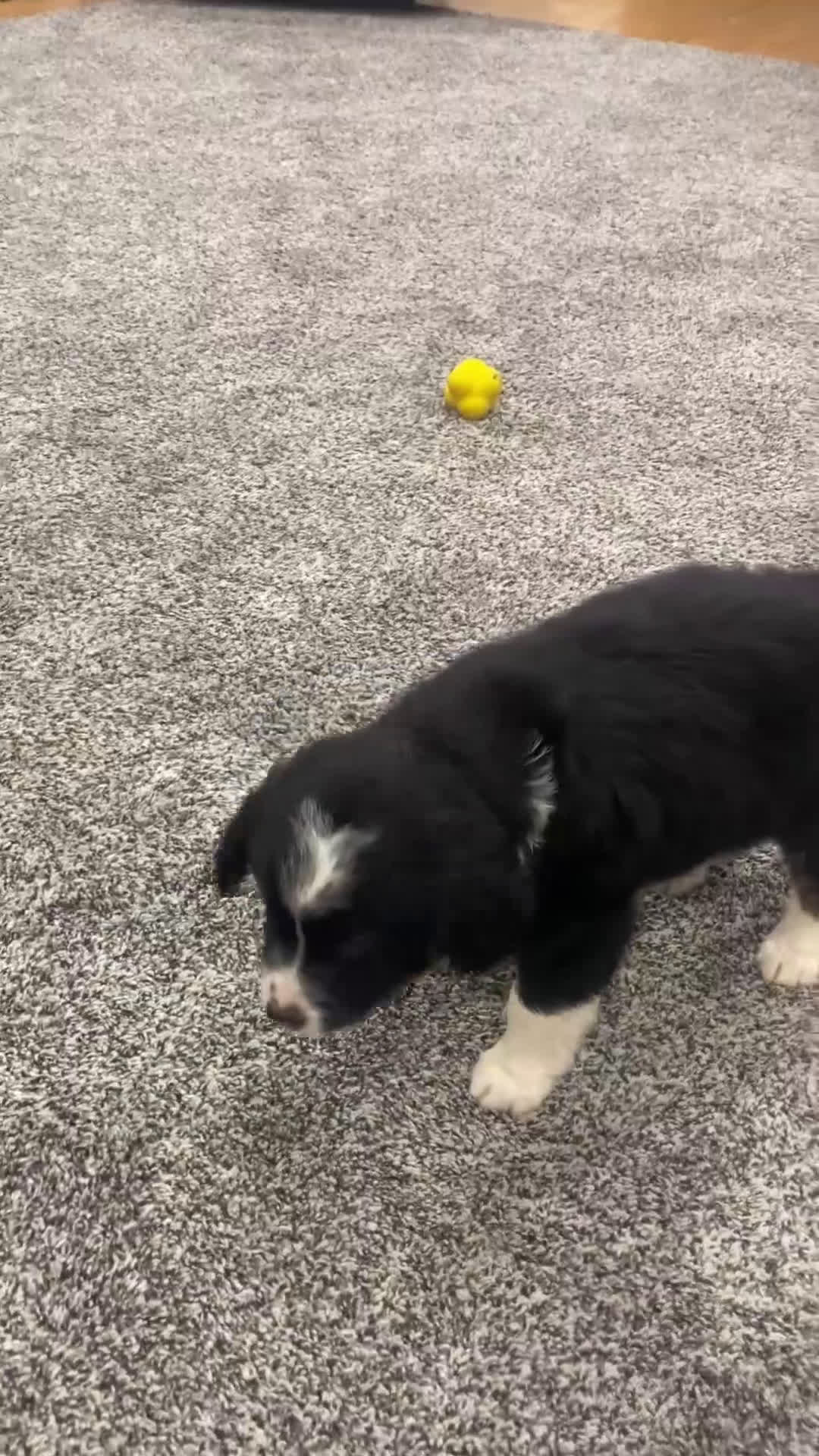 Mixed Breed dogs for sale: Maverick - Video 1