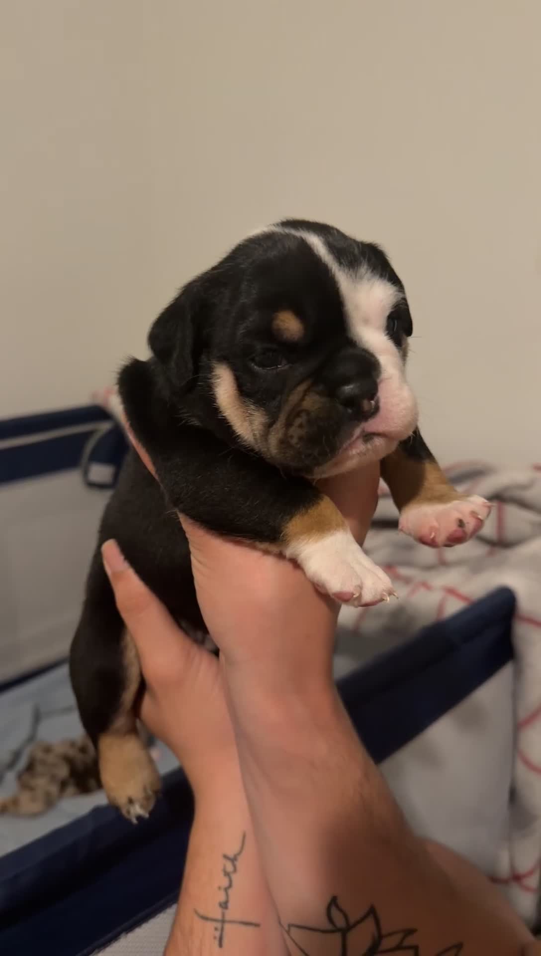 English Bulldog dogs for sale: Male Black Tri - Video 2