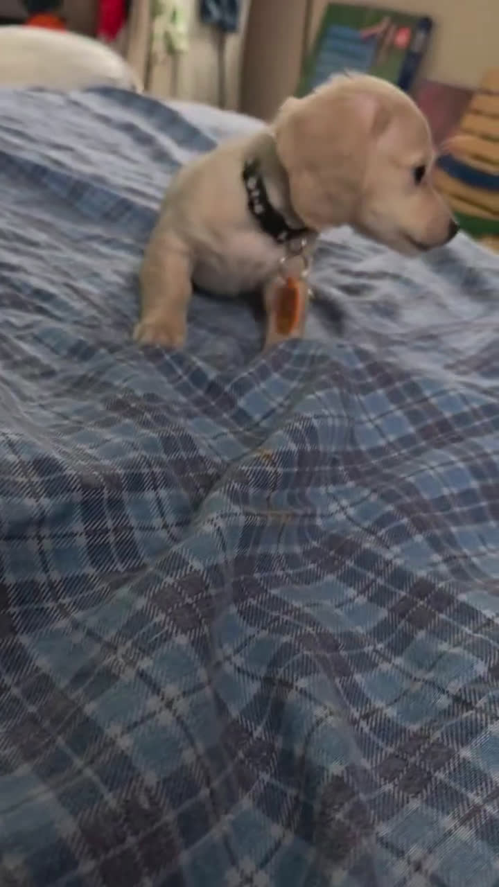 Miniature Dachshund dogs for sale: Mario - Video 1