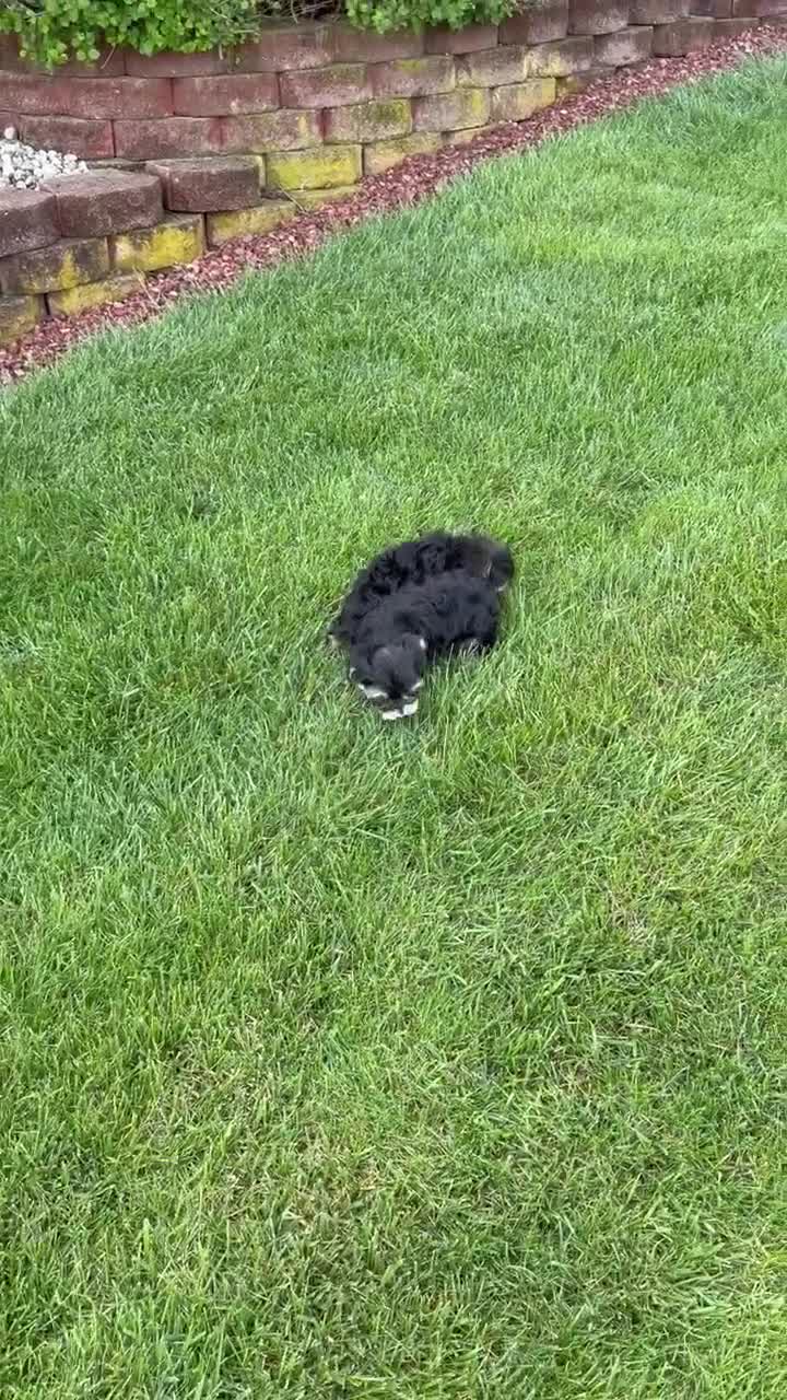 Yorkiepoo dogs for sale: Willow - Video 2